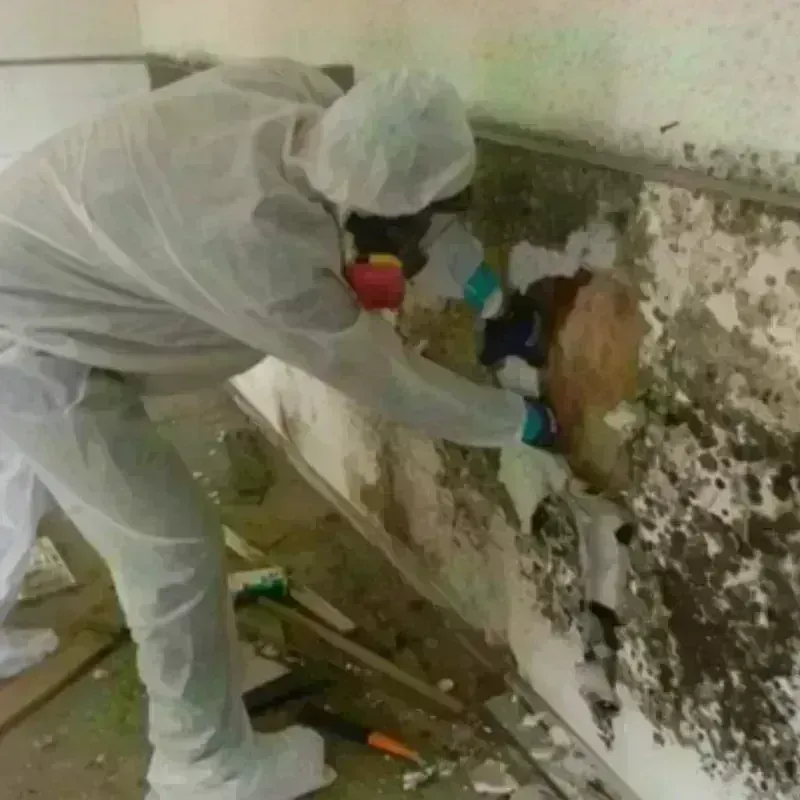 Mold Remediation and Removal in Kaufman, TX